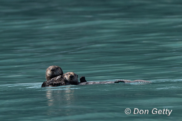 Sea Otter
