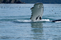 Humpback Whale