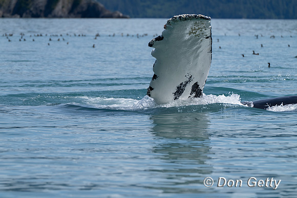 Humpback Whale