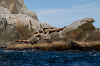 Steller Sea Lion