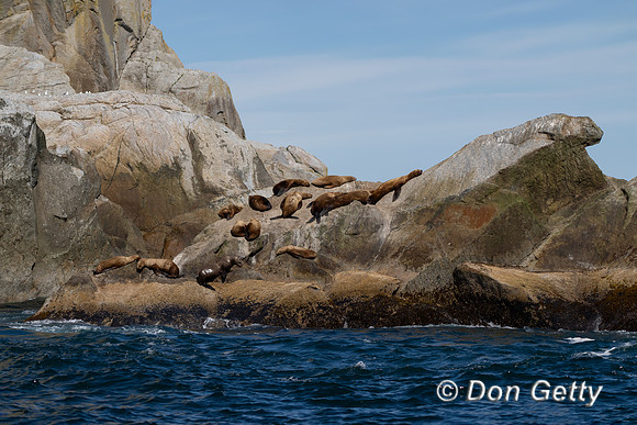 Steller Sea Lion
