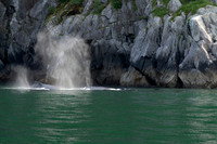 Humpback Whale