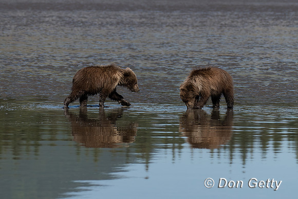 Brown Bear