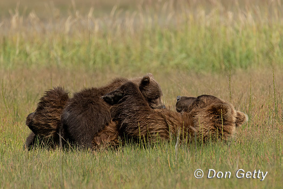 Brown Bear