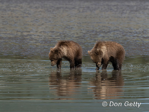 Brown Bear