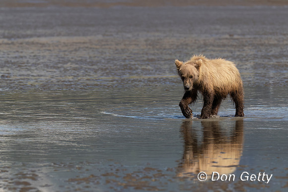 Brown Bear