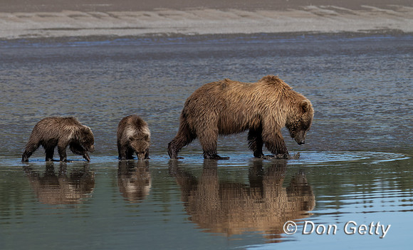Brown Bear