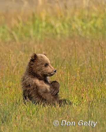 Brown Bear