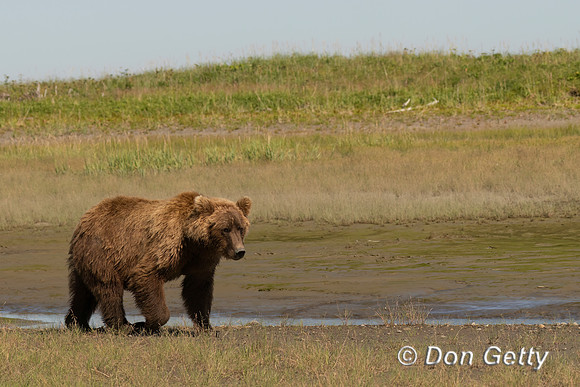 Brown Bear