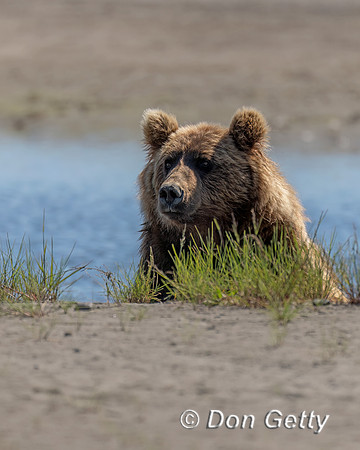 Brown Bear