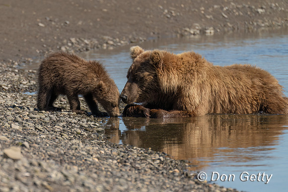 Brown Bear
