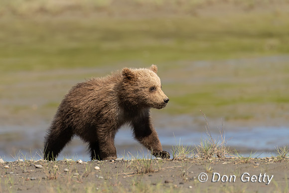 Brown Bear