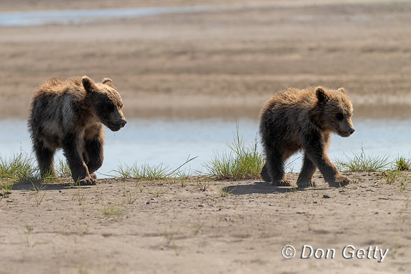 Brown Bear