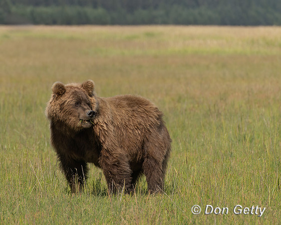 Brown Bear
