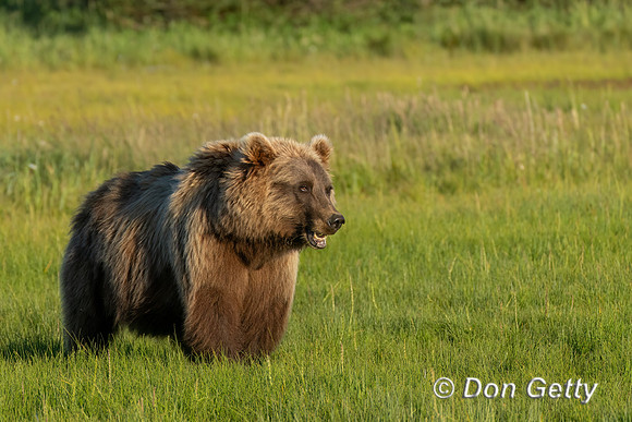 Brown Bear