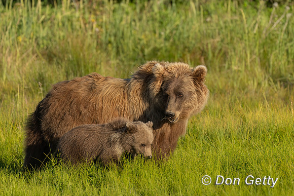 Brown Bear