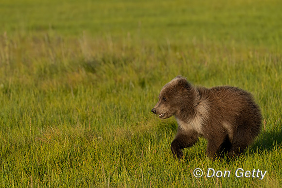 Brown Bear
