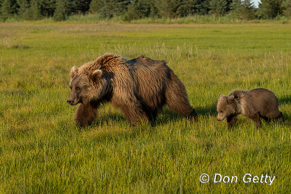 Brown Bear