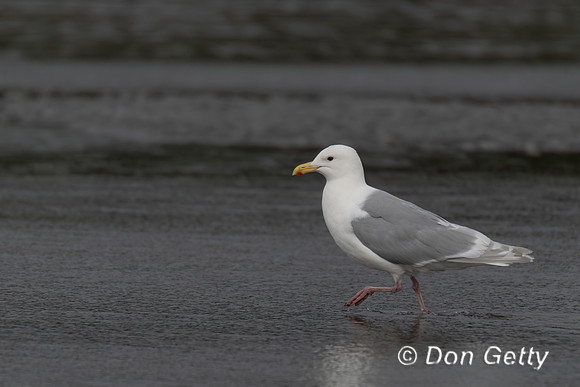 Glaucous-winged Gull