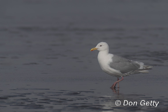 Glaucous-winged Gull