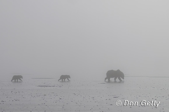 Brown Bear