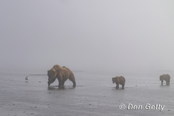 Brown Bear
