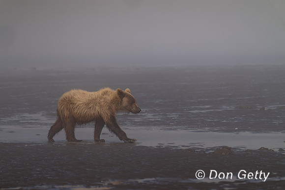 Brown Bear