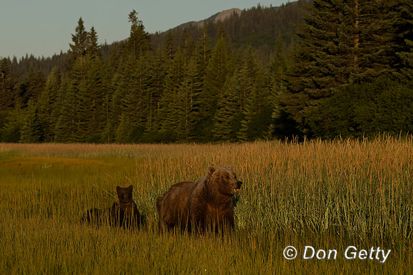 Brown Bear