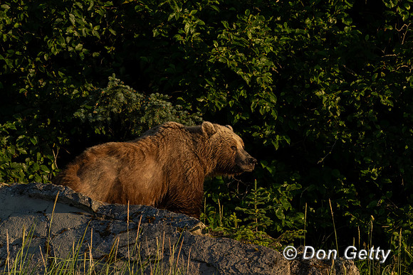 Brown Bear