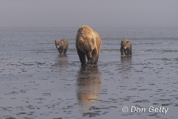 Brown Bear