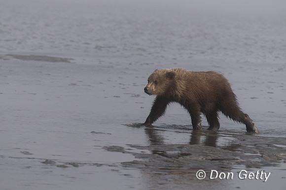 Brown Bear