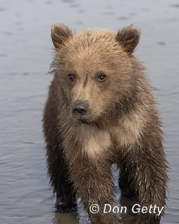 Brown Bear