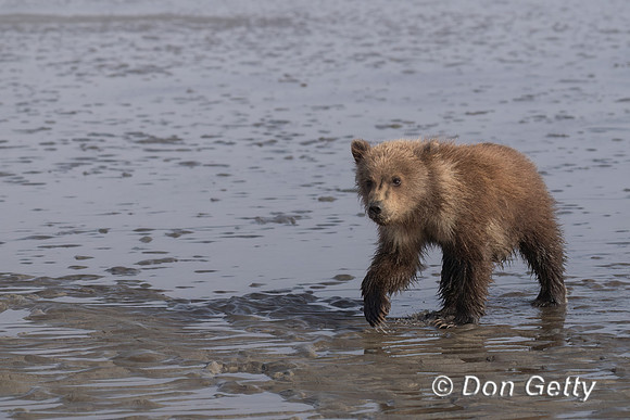 Brown Bear