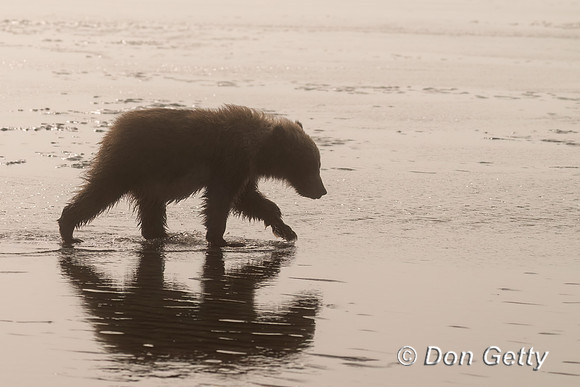 Brown Bear