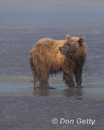 Brown Bear