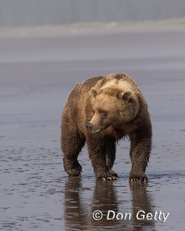Brown Bear