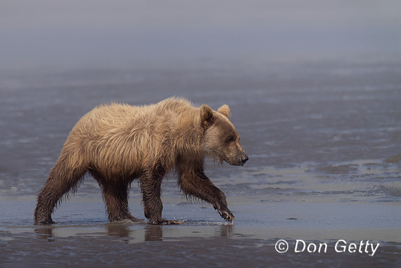 Brown Bear