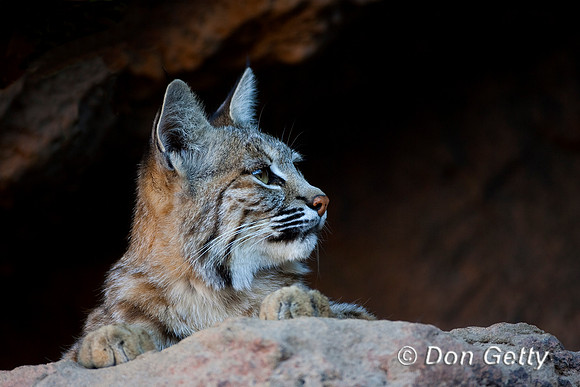 Bobcat_MR8D3968