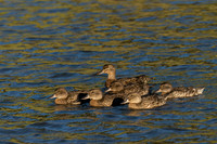 Green-winged Teal
