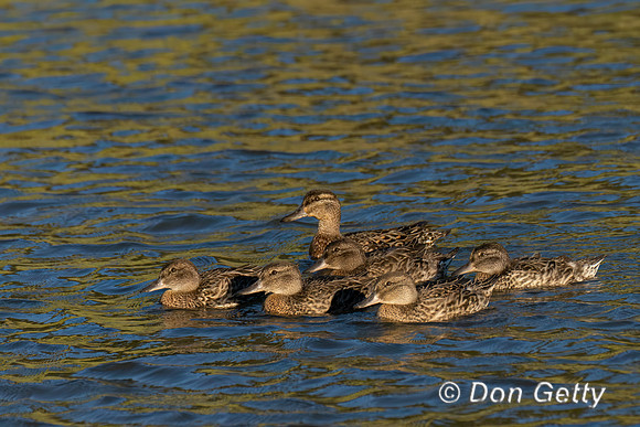 Green-winged Teal