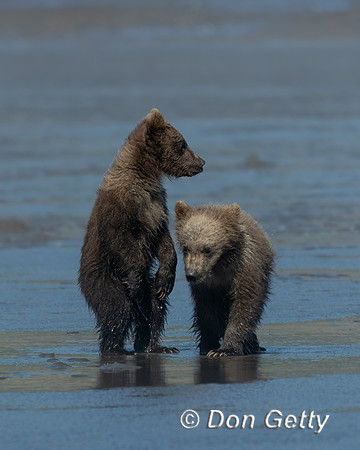 Brown Bear