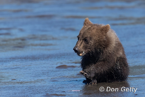 Brown Bear