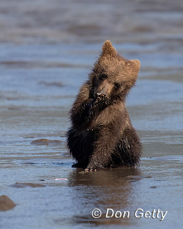 Brown Bear