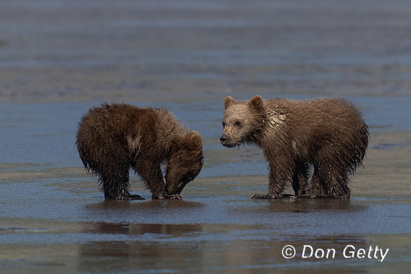 Brown Bear
