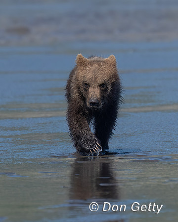 Brown Bear