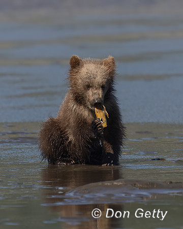 Brown Bear