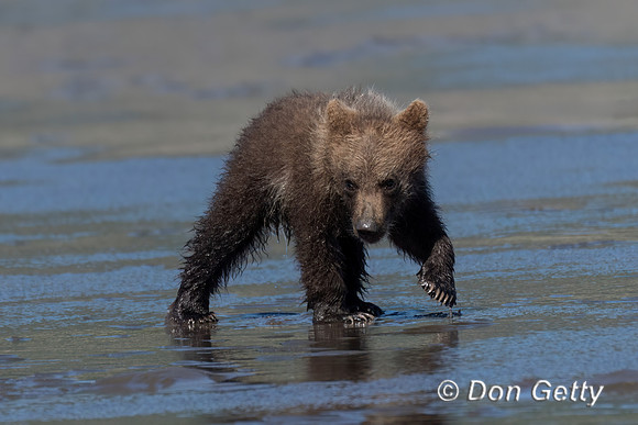 Brown Bear