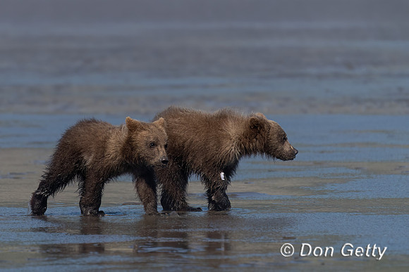 Brown Bear