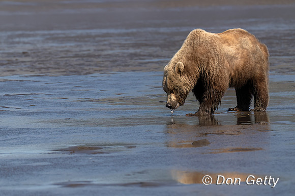 Brown Bear