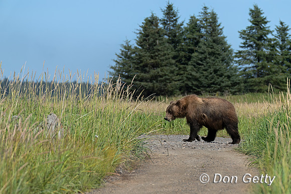 Brown Bear